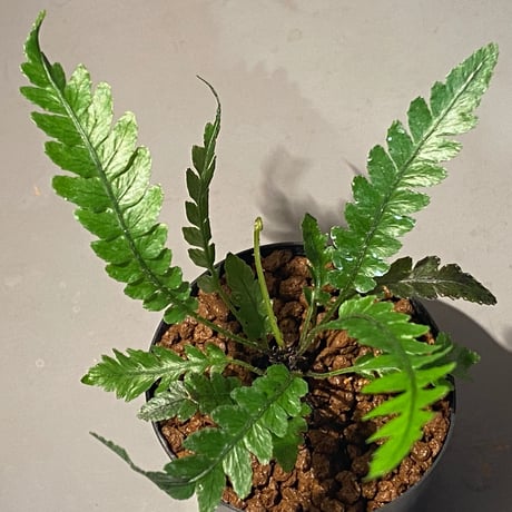 Blechnum obtusatum var. obtusatum from New Caledonia (固有種)