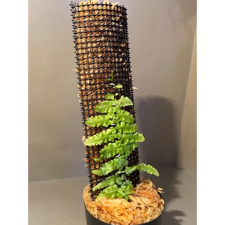 Teratophyllum "Birdwing-fern" from Bentong [AZ0117-3]
