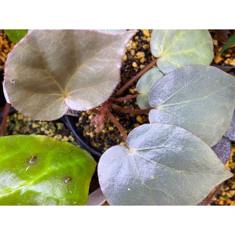 Begonia sp. from Sumatera [NT ORCHID]