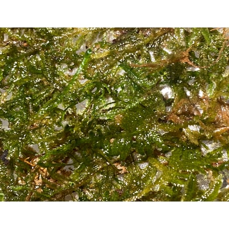 Moss from Myanmar