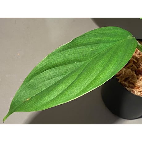 Philodendron sp. from Iquitos Peru [tanakay]