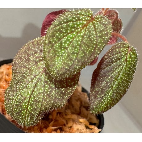 Sonerila sp. from Phitsanulok