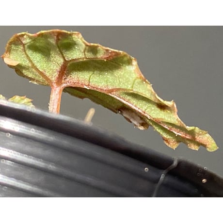 Begonia handelii var. prostrata from Viet Nam