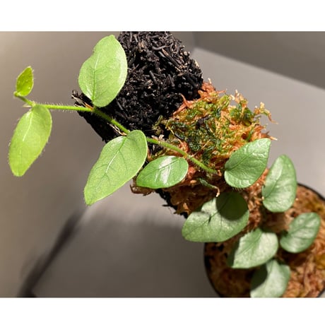 Ficus sp. from Murung raya [LA0515-05]