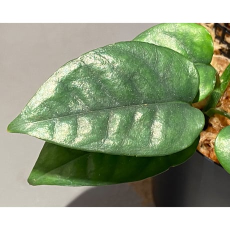 Philodendron sp. from Venezuela [tanakay]