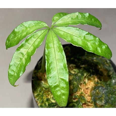 Anthurium polyschistum from Napo Ecuador [tanakay]