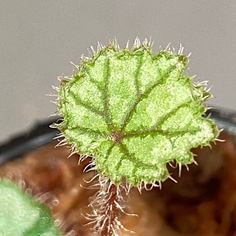 Begonia austroguangxiensis