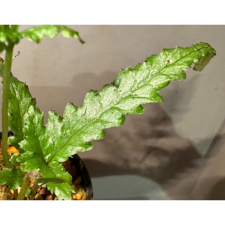 Bolbitis sp. from Siberut [LA 2012年]