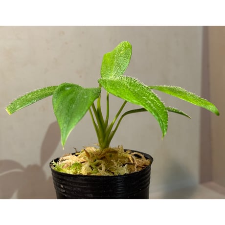 Homalomena hasei "狐尾" from Aceh sumatera [LA0616-04]