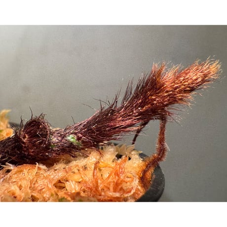 Selliguea sp. from Central Papua