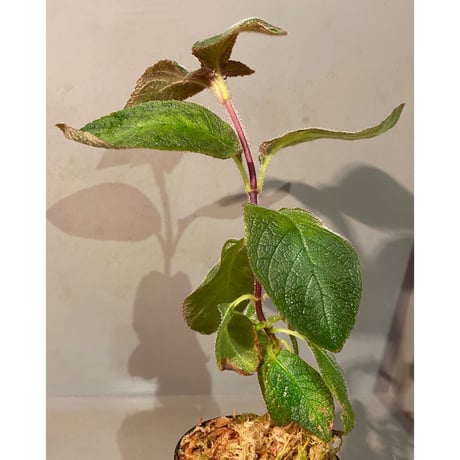 Cyrtandra sp. "Sabah-6" [R0515-03a]