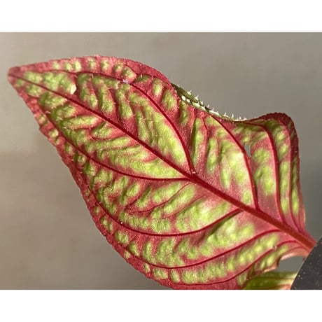 Sonerila sp. wf1 from Phang Nga Thailand [KZT]