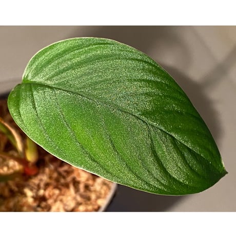 Homalomena sp. from Padang sumatera [LA0117-02]