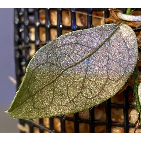 Ficus sp. "Muara wahau" white Kalimantan timur [TB]