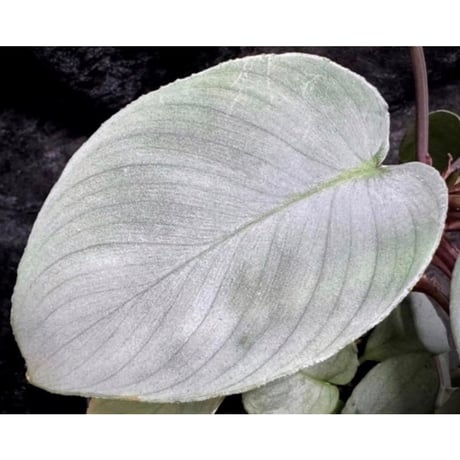Homalomena "鯖×月" [LA-hyb.22-04]