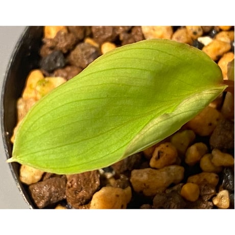 Homalomena sp. Aceh Silver from Aceh sumatera [LA0613-00]