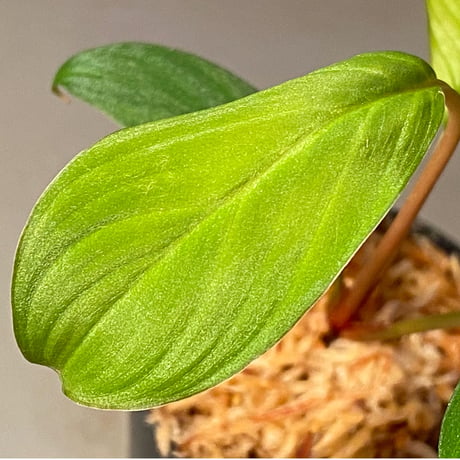 Homalomena sp. from Padang sumatera [LA0117-02] ①