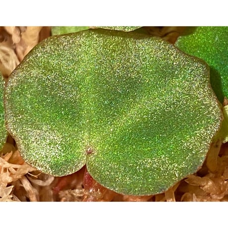 Begonia lichenora (sp.Mini) from Kalimantan Sarawak border [LA]