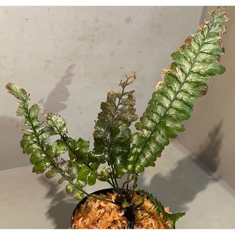 その他観葉植物 Cephalomanes sp. ' Manacapuru, Brasil ケファロマネス | STORES