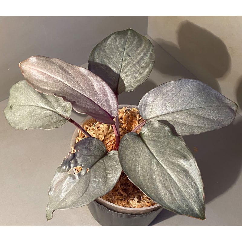 大株) Homalomena sp. 