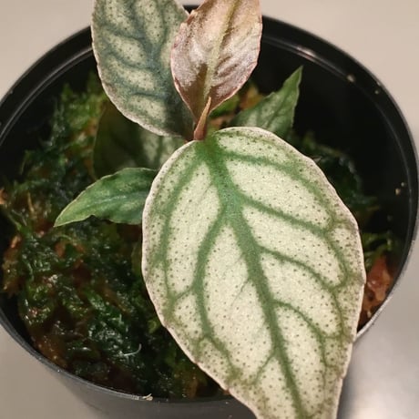 Ardisia sp. from Ache Sumatera [ L A]