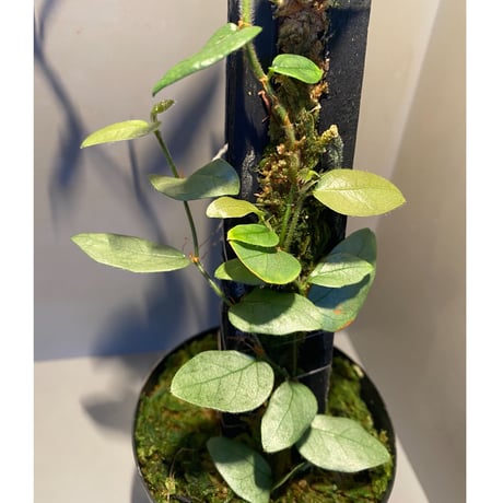 Ficus sp. from Murung raya [LA0515-05]