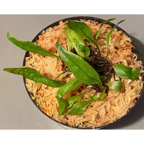 Microsorum sp. "Timika" Papua [TB] ①