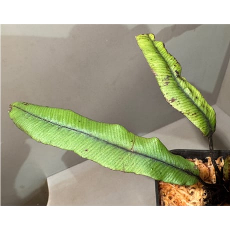 Asplenium sp. from Sulawesi ①