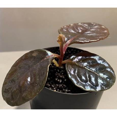 Ardisia sp. from Kayulapis [TB]