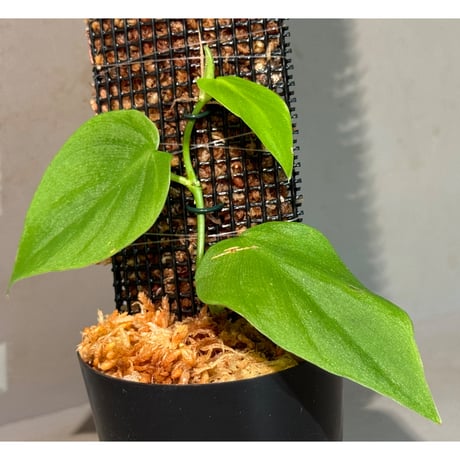 Philodendron sp. from Iquitos Peru [tanakay]