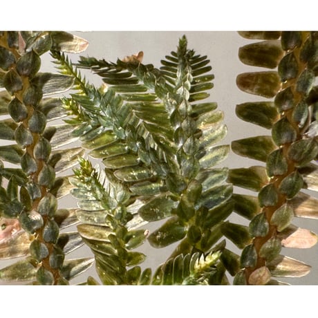 Selaginella sp. from Ngabang West Kalimantan ②