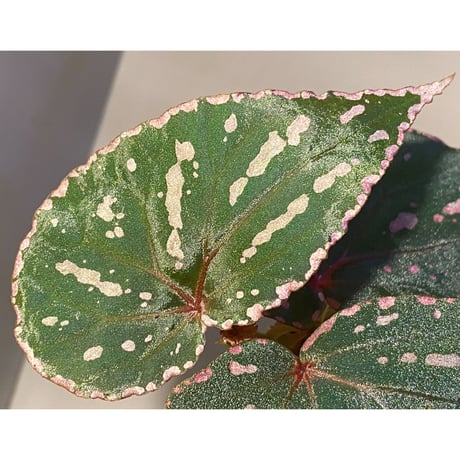 Begonia roseopunctata fromPakan Malaysia Sarawak [RIO]