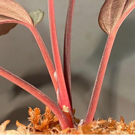 Homalomena sp. "Platinum Velvet" from Kepulauan Riau [KN] ③