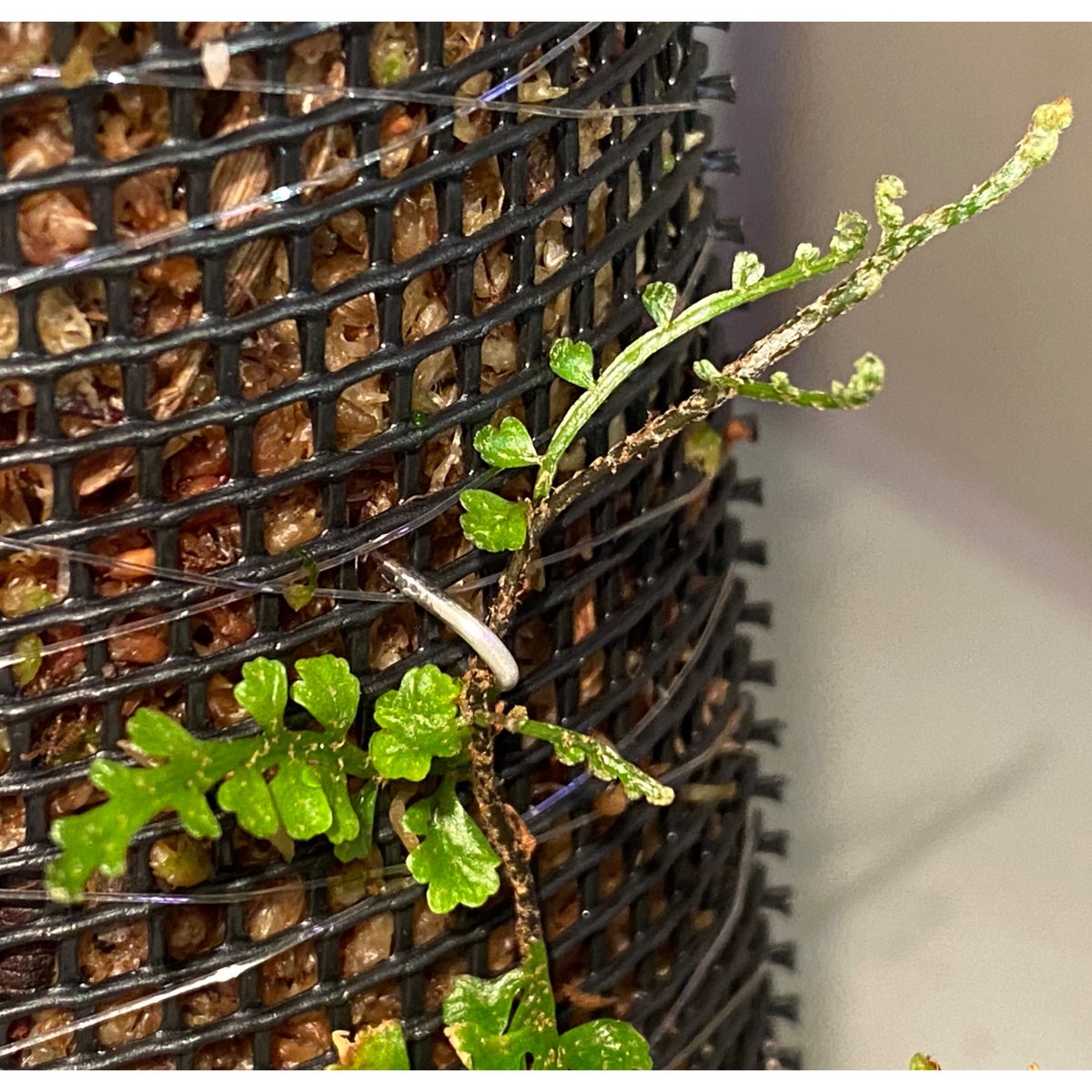 Teratophyllum aculeatum from Nanga pinoh [TB] |