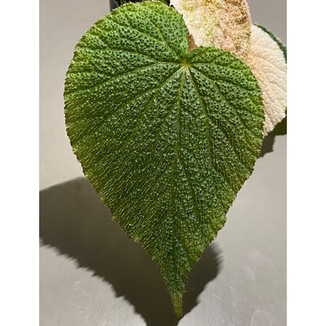 Begonia sp. from Viet Nam