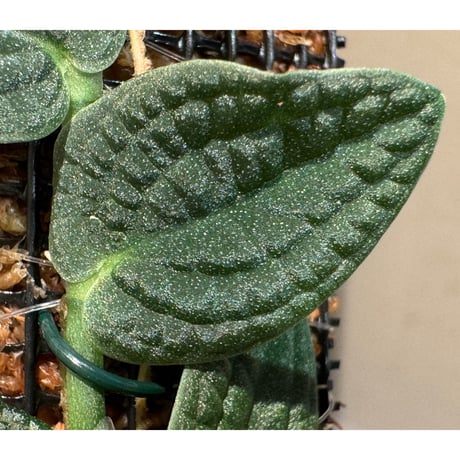 Rhaphidophora sp. from Kalimantan