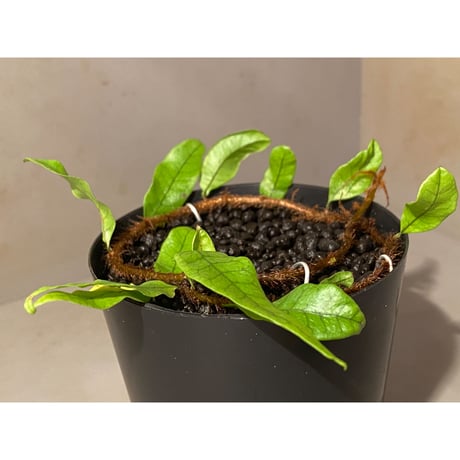 Microgramma lycopodioides from Costa Rica 伊藤蟻植物農園