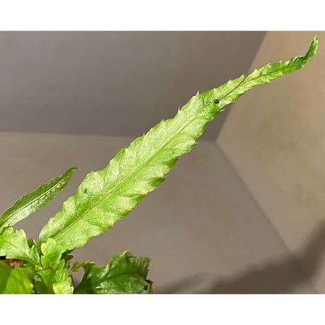Microsorium sp. "Dragon tail"