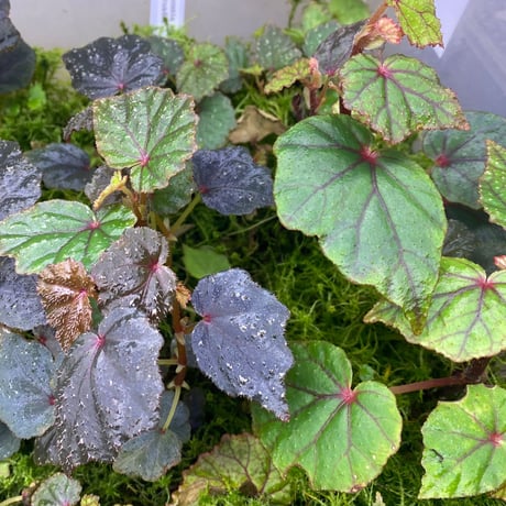 Begonia sp. from North Toraja [S0919-02] 伊藤蟻植物農園