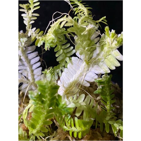 Selaginella sp. バリエガータ from "Nanga pinoh" [TB]