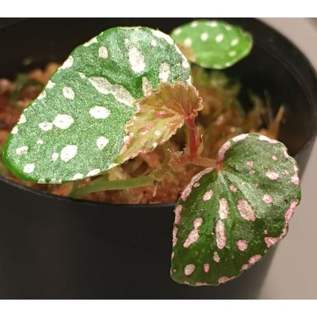 Begonia sp. from Aceh sumatera [LA1115-01T]