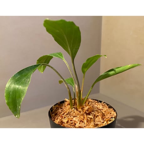 Homalomena sp. Sekadau Selatan