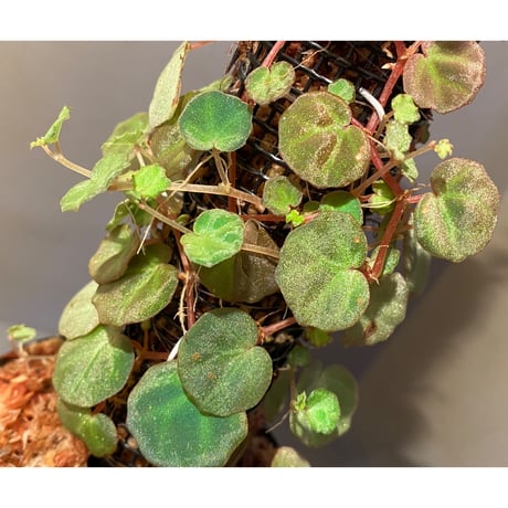 (大株) Begonia lichenora (sp.Mini) from Kalimantan Sarawak border [LA]
