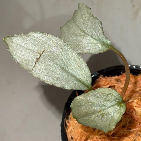 Homalomena sp. "Platinum Velvet" from Kepulauan Riau [KN] ②