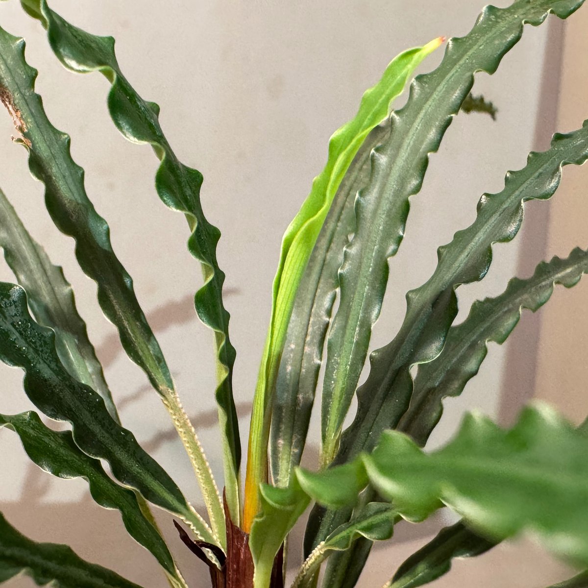 その他観葉植物 Fenestratarum mulyadii Fenestratarum mulyadii from East Kalimantan | M