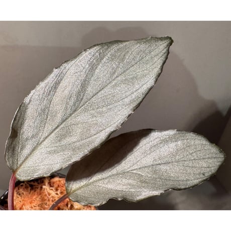 Homalomena sp. "Pink Velvet Long Leaf" from Kepulauan Riau