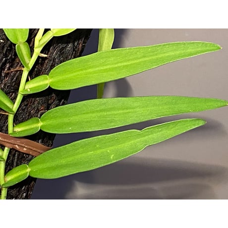 (大株) Epipremnum sp. from Trat Thailand ①