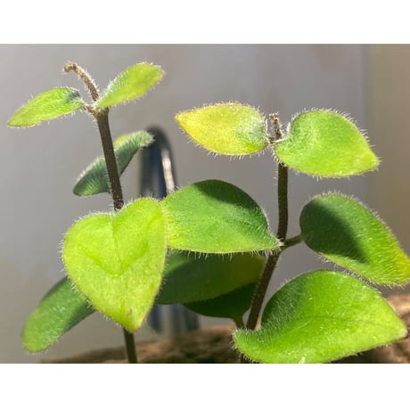 Aeschynanthus sp. from South Sulawesi [STRINGE PLANTS]
