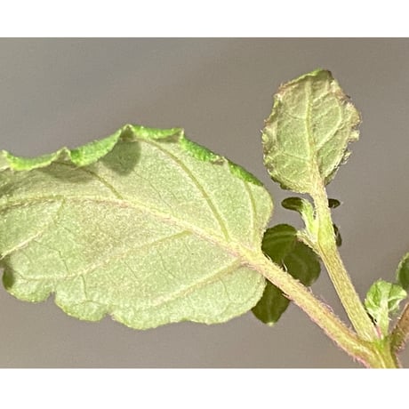 Hemigraphis reptans from Mindanao [KSB]