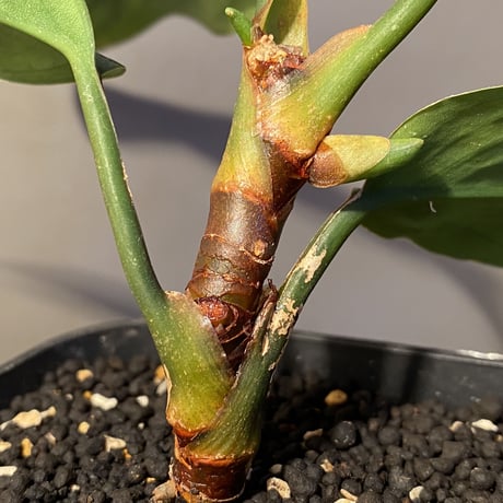 (本タグ付) Aglaonema pmilum from Phang Nga THAILAND [R0818-01]